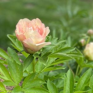 Meet your Posher, Amelia